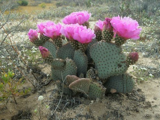 Desert Bloom